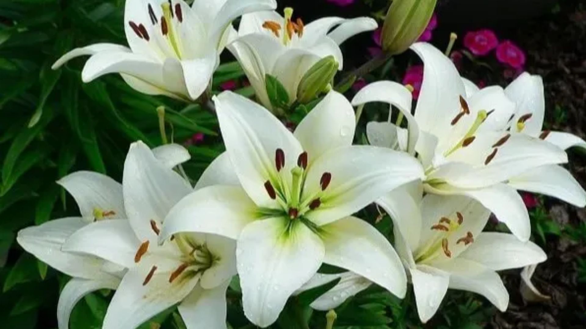 Công Dụng Của Hoa Bách Hợp